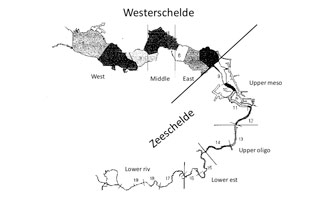 Fig.2: Map of the Schelde estuary zonation (level 3 and 4) 